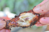 David Kelly's Sticky, Spicy, Sweet Chicken Wings